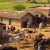 Maha cabinet grants agricultural status to livestock farming